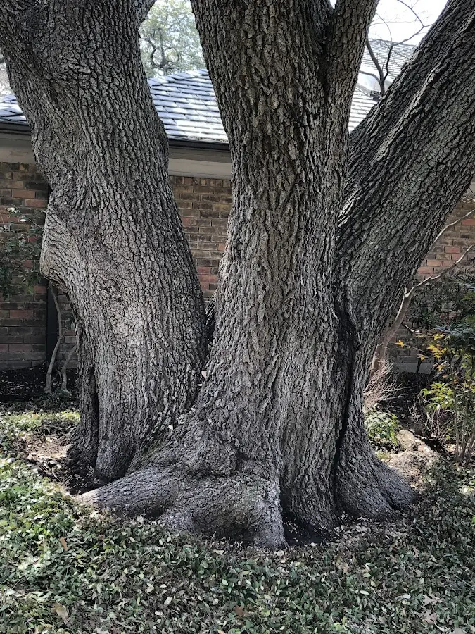 Mature heritage tree close to a Blackville property cared for by certified arborists